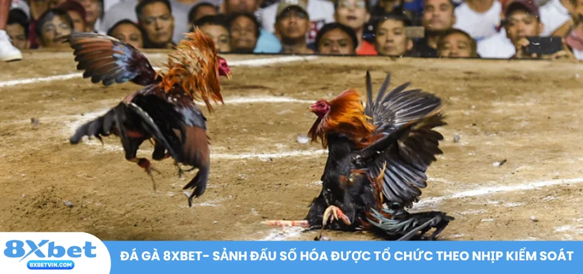 Đá gà 8XBET- sảnh đấu số hóa được tổ chức theo nhịp kiểm soát