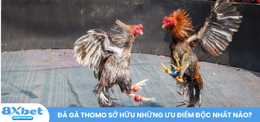 Đá gà Thomo tại 8XBET hiện đang sở hữu những ưu điểm độc nhất nào?
