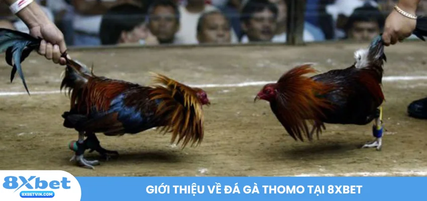 Giới thiệu về đá gà Thomo tại 8XBET